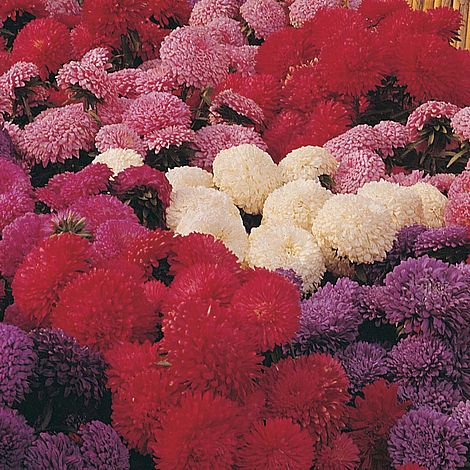 Aster 'Carpet Ball Mixed'