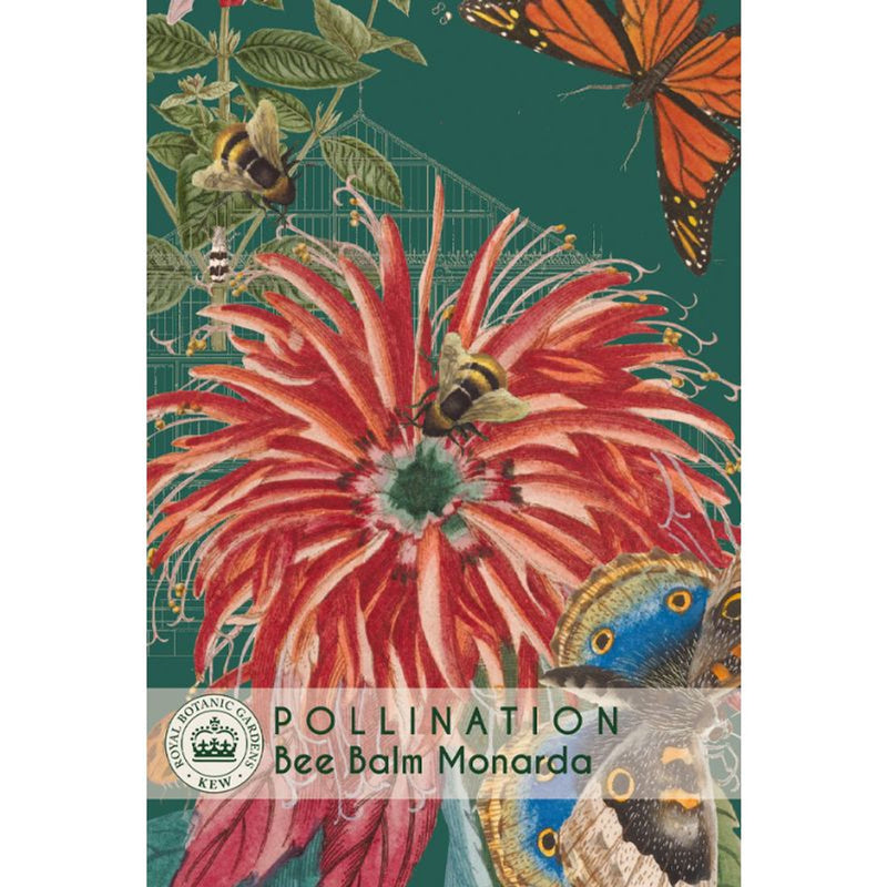 Bee Balm Kew Pollinators