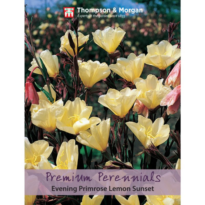 Evening Primrose 'Lemon Sunset'