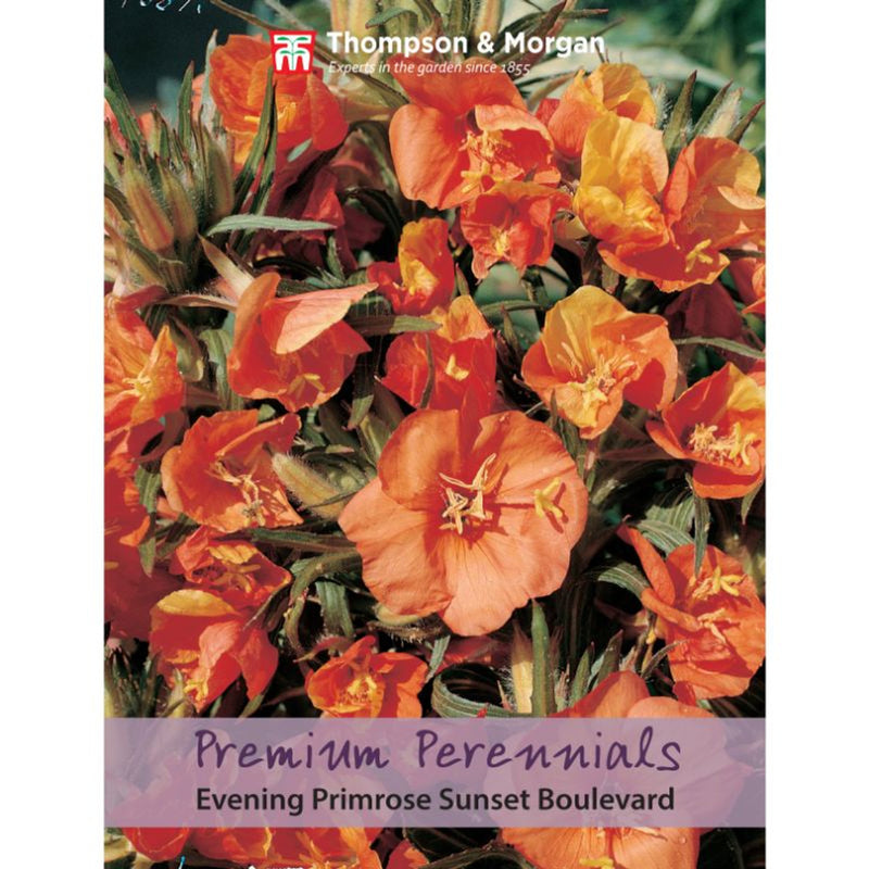 Evening Primrose Sunset Boulevard