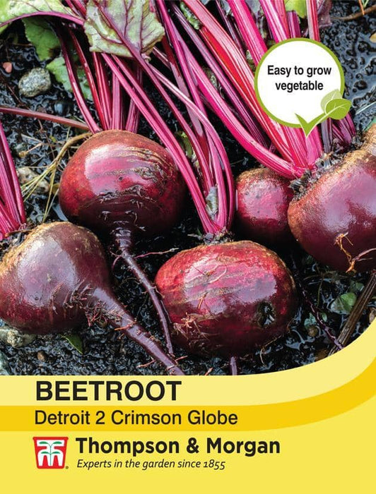 Beetroot 'Detroit 2 Crimson Globe'