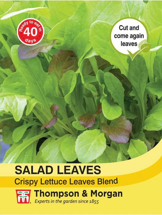 Salad Leaves Crispy Lettuce Blend