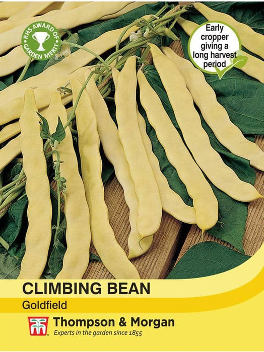 Climbing Bean 'Goldfield'