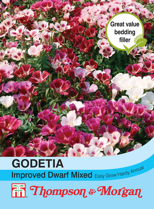 Godetia Improved Dwarf Mix