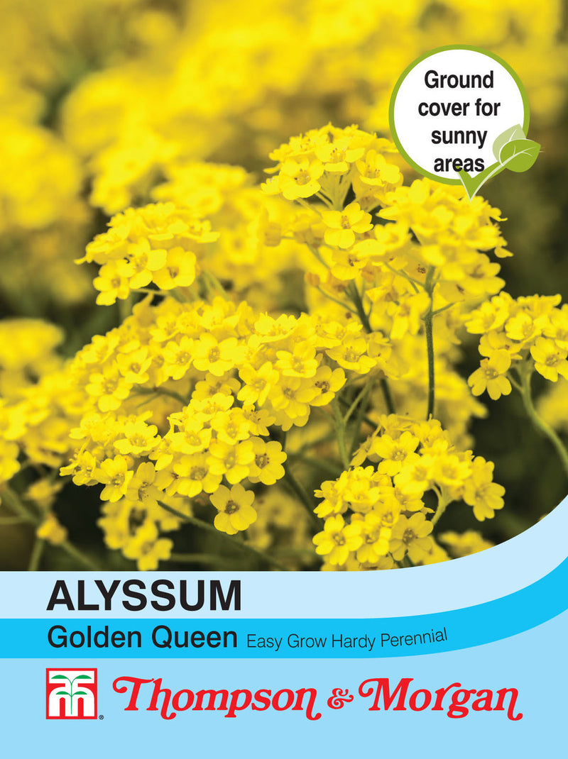Alyssum Saxatile Golden Queen