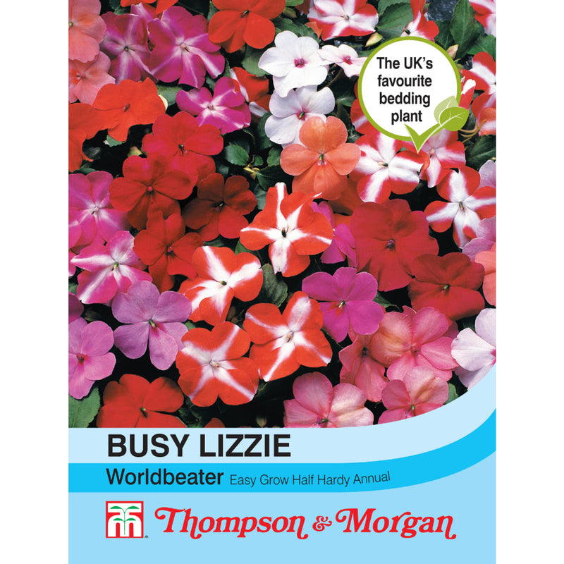 Busy Lizzie 'Worldbeater'