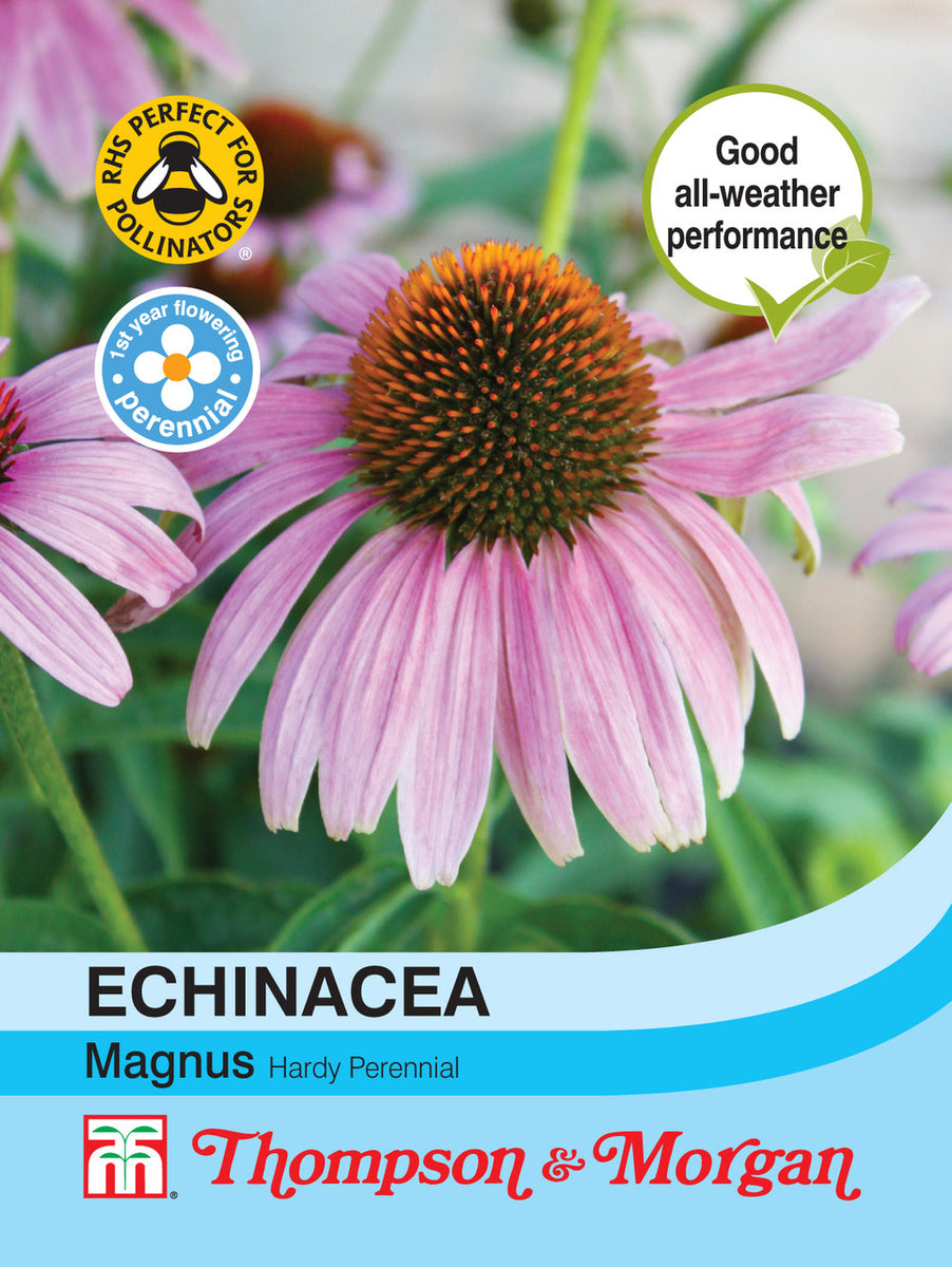 echinacea magnus seeds Echinacea Purpurea 'Magnus' — Newlands Garden Centre