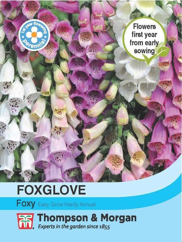 Foxglove 'Foxy'