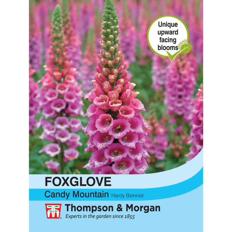 Foxglove 'Candy Mountain'