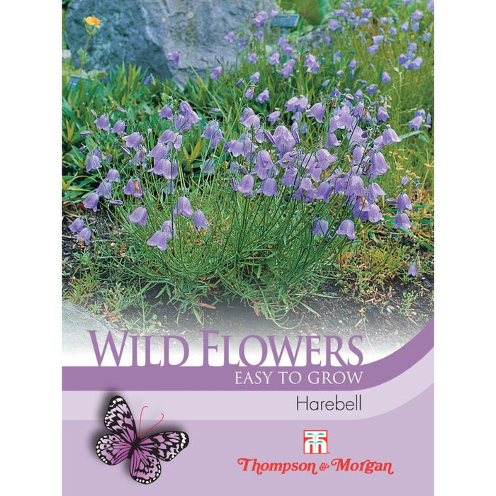 Wildflower Harebell