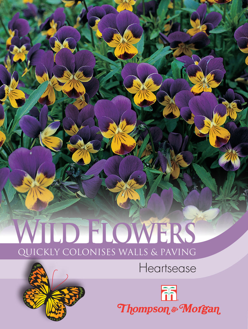 Wild Flower Heartsease