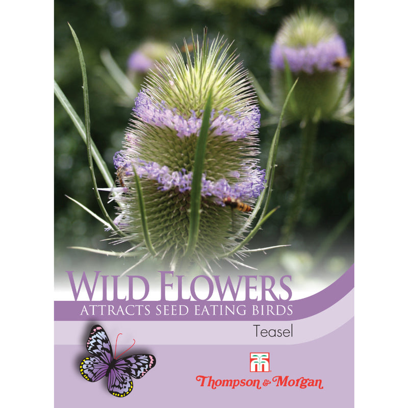 Wild Flower Teasel