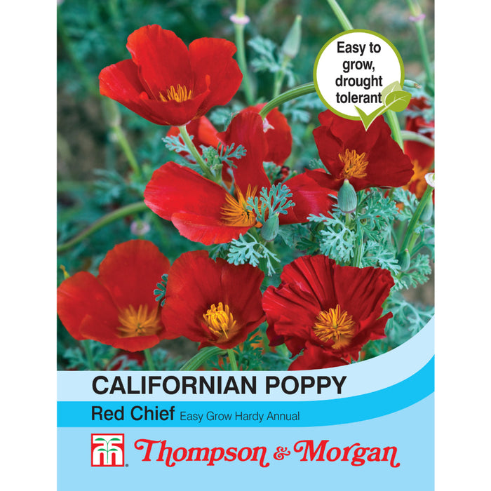 Californian Poppy Red Chief