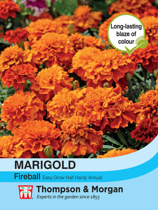 Marigold Fireball