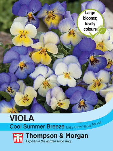 Viola Cool Summer Breeze Takii