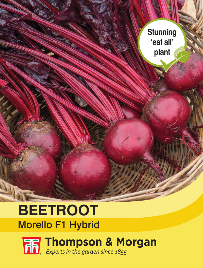 Beetroot 'Morello'