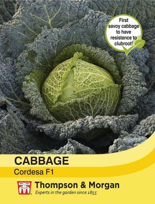 Cabbage 'Cordesa' (Autumn Savoy)