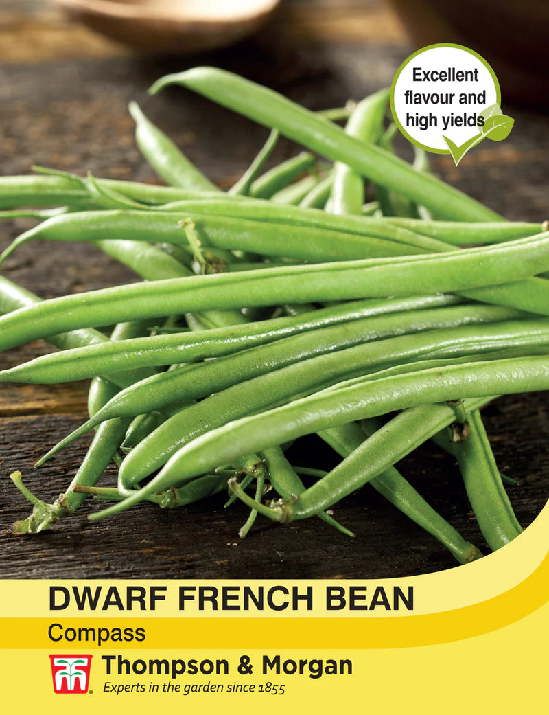Dwarf Bean 'Compass'