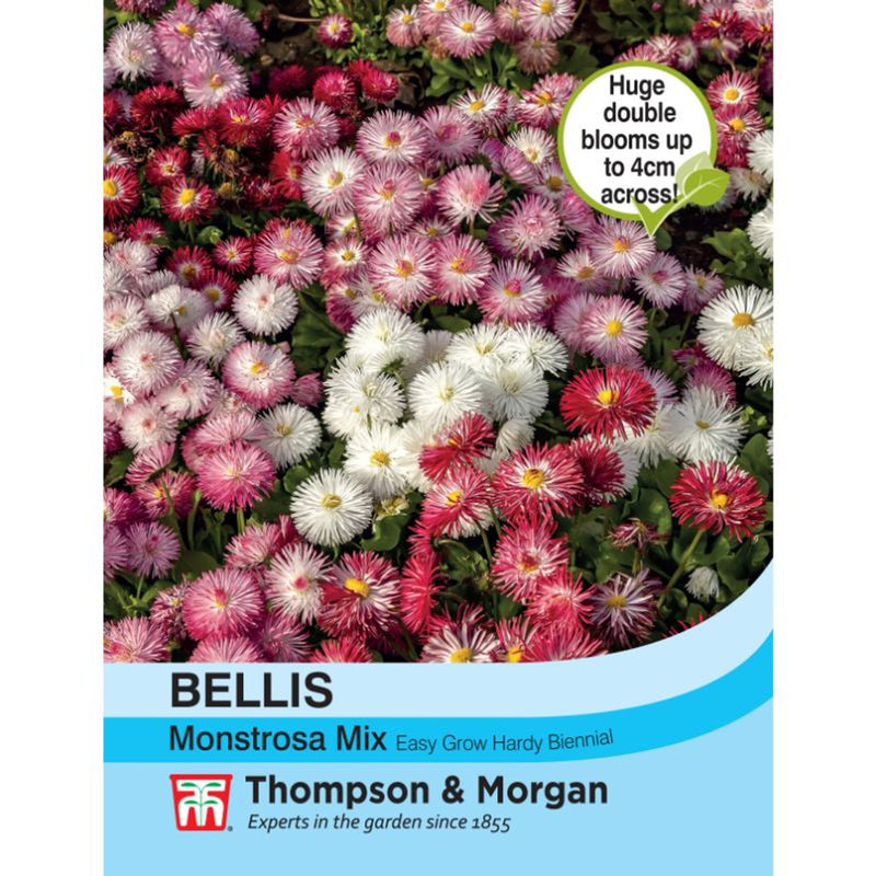 Bellis 'Monstrosa Mix'