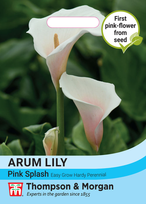 Arum Lily 'Pink Splash'