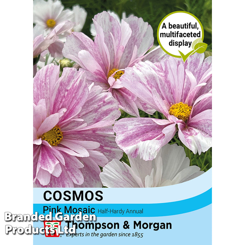 Cosmos 'Pink Mosaic'