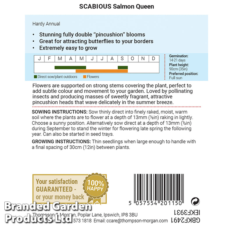 Scabious 'Salmon Queen'