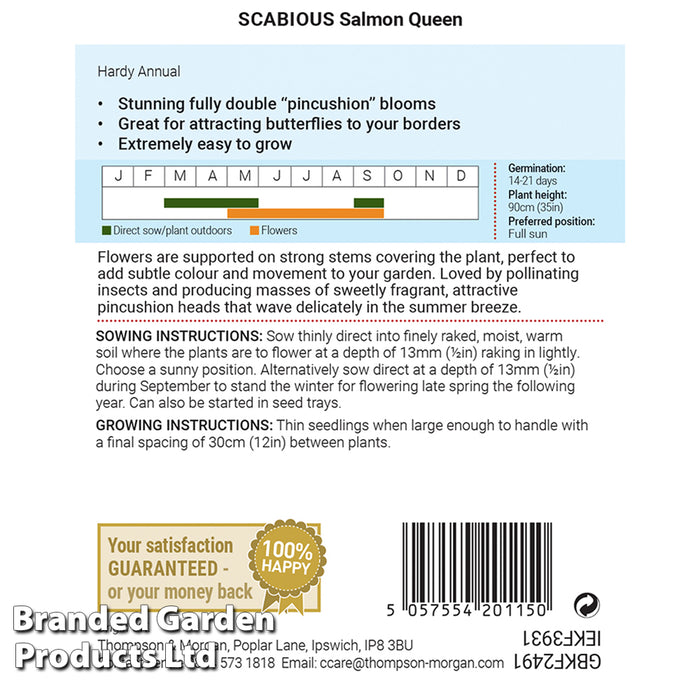 Scabious 'Salmon Queen'