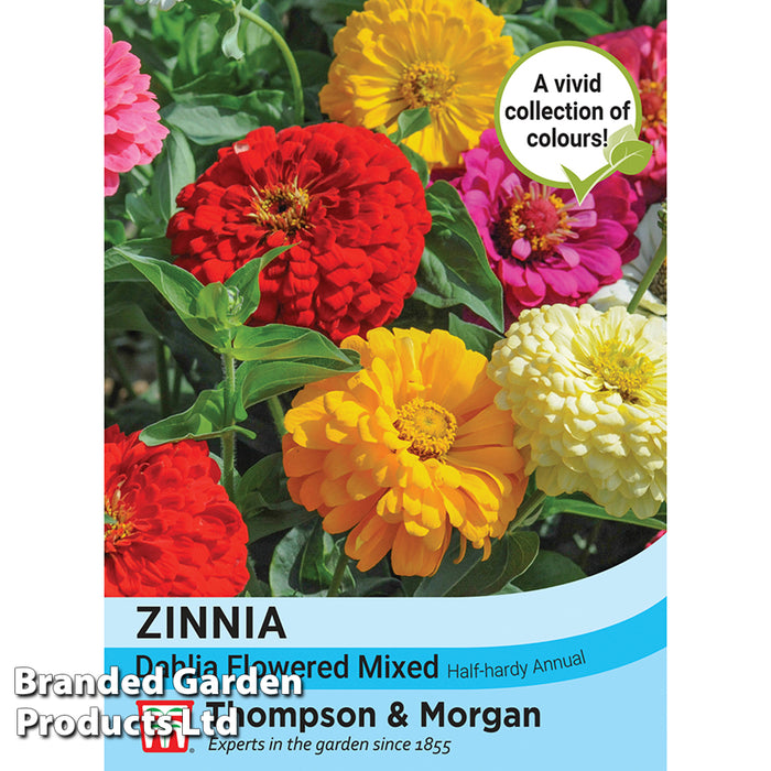 Zinnia 'Dahlia Flowered Mixed'