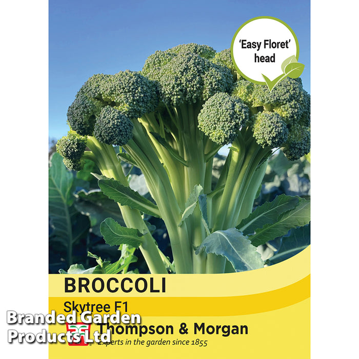 Broccoli (Easy Floret) 'Skytree' F1