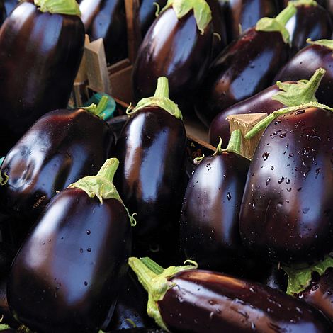 Aubergine 'Bonica'
