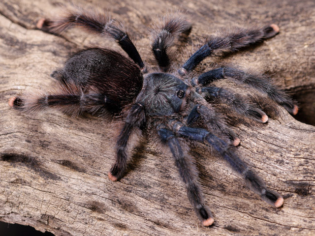 buy-spiders-online-ireland-buy-tarantulas-online-visit-our-reptile