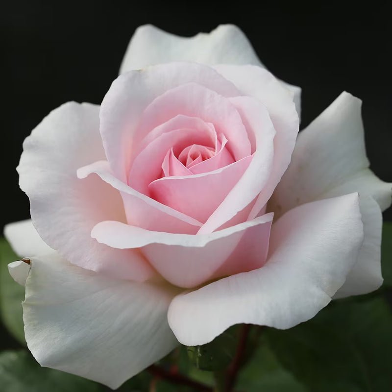 A Whiter Shade Of Pale Hybrid Tea Rose 3.5 Litre