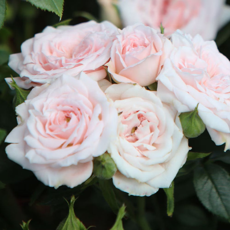 A Whiter Shade Of Pale Hybrid Tea Rose 3.5 Litre