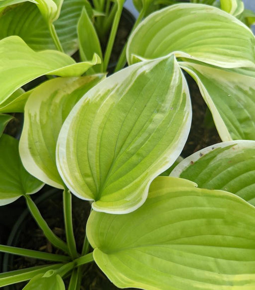Hosta ‘Fragrant Bouquet’ in a garden setting