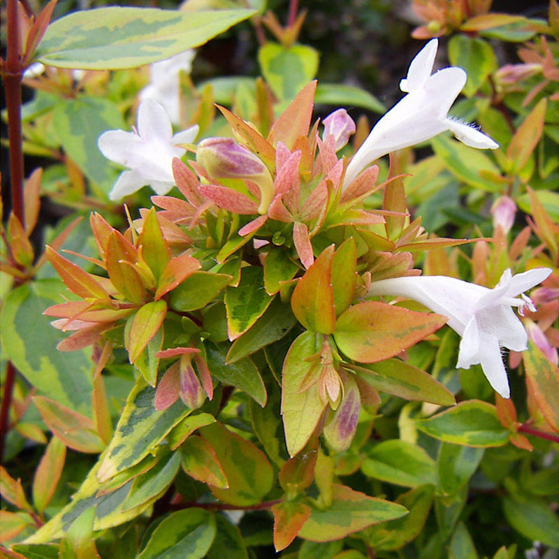 Glossy Abelia | Abelia × grandiflora 'Kaleidoscope' (2 Litre)
