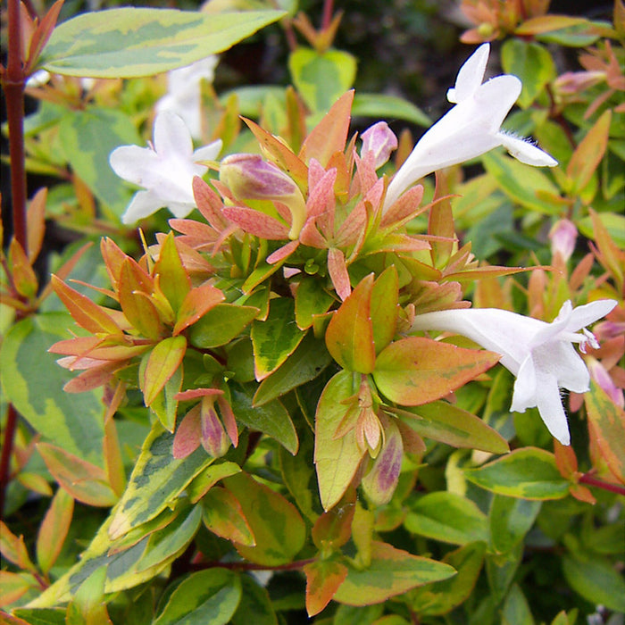 Abelia × grandiflora 'Kaleidoscope' (2 Litre)