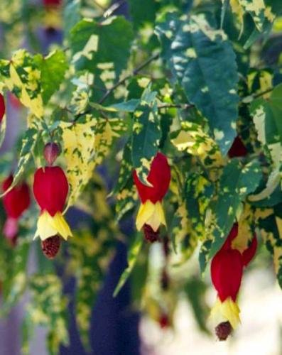 Abutilon megapotamicum 'Variegatum' 3 Litre