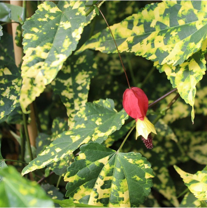 Abutilon megapotamicum 'Variegatum' 3 Litre