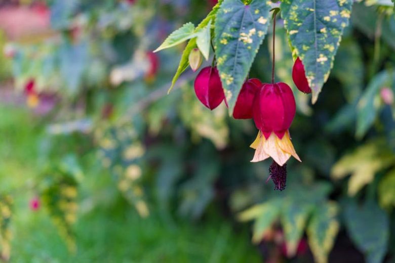 Abutilon megapotamicum 'Variegatum' 3 Litre
