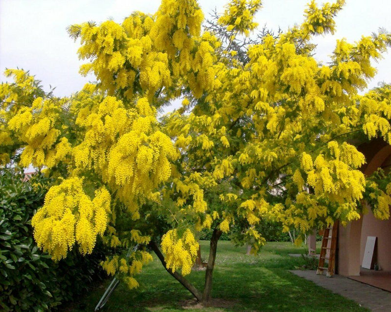 Acacia dealbata | Mimosa Tree P24