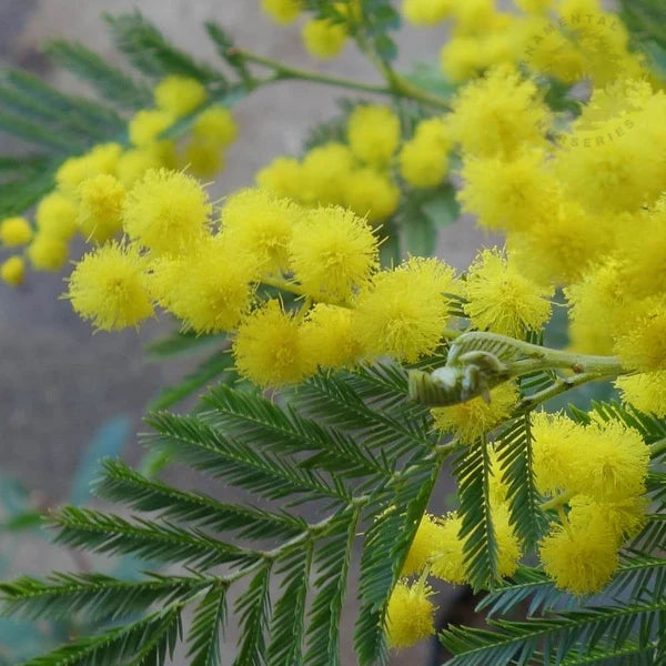 Acacia dealbata | Mimosa Tree P24