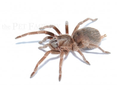 Acanthoscurria spec. Balcozna Med
