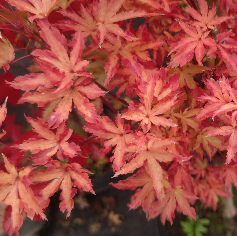 Acer palmatum 'Anne Irene' | Japanese Maple 3 litre