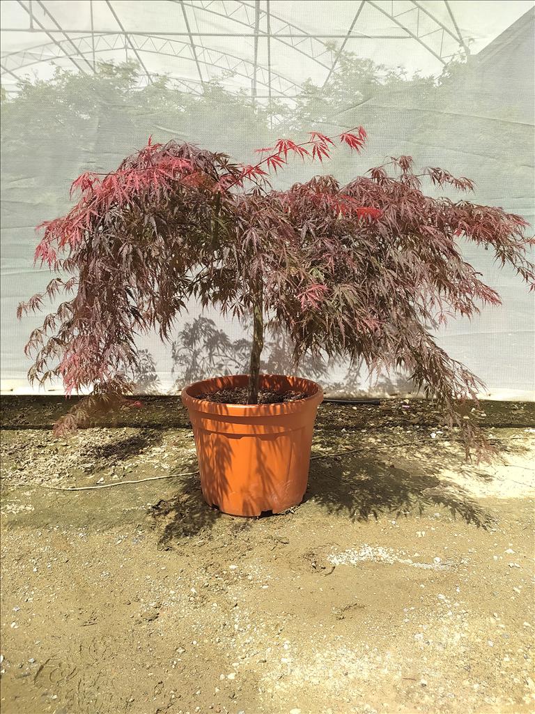 Acer Palmatum Dissectum Inabashidare 80-100cm Quater Standard 35 Litre