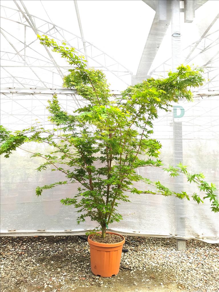 Acer Palmatum Sangu Kaku 25 Litre
