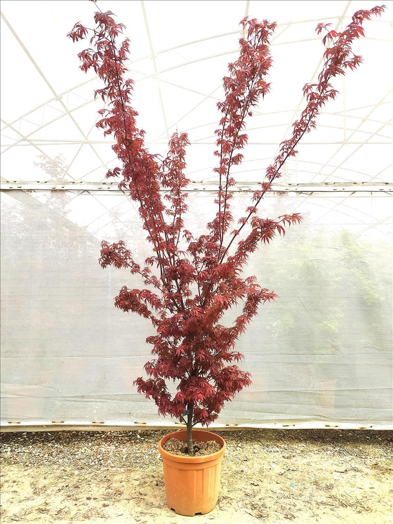 Acer Palmatum Skeeters Broom 25 Litre