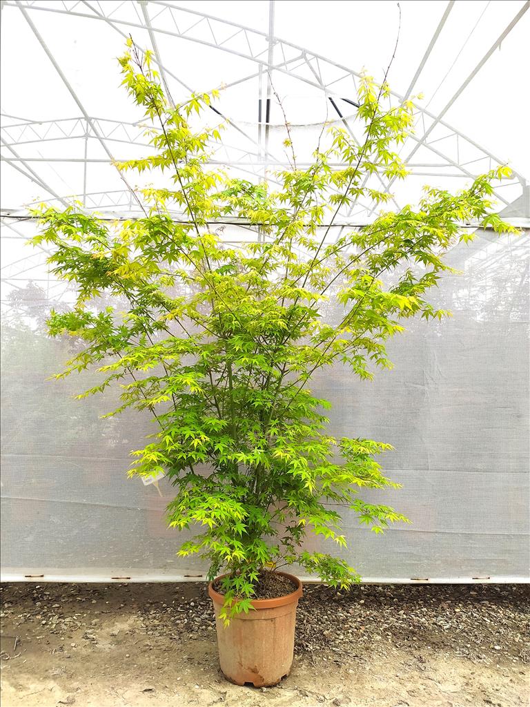 Acer Palmatum Katsura 25 Litre