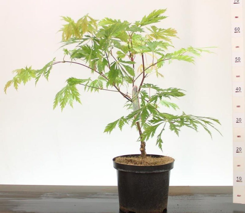 Acer japonicum 'Aconitifolium' 4 Ltr pot