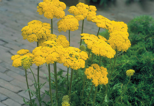 Yarrow 'Cloth of Gold' – Achillea filipendulina 'Cloth of Gold'