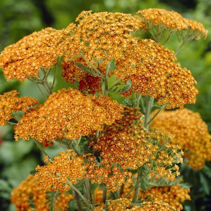 Achillea 'Terracotta' 2 Litre